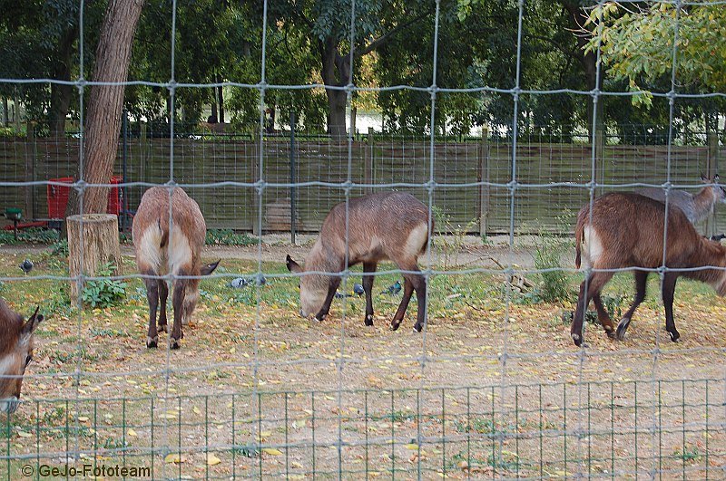 parijszooparijsfoto01.jpg