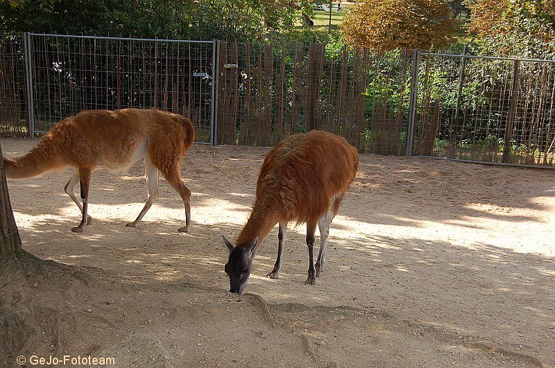 parijszooparijsfoto03.jpg