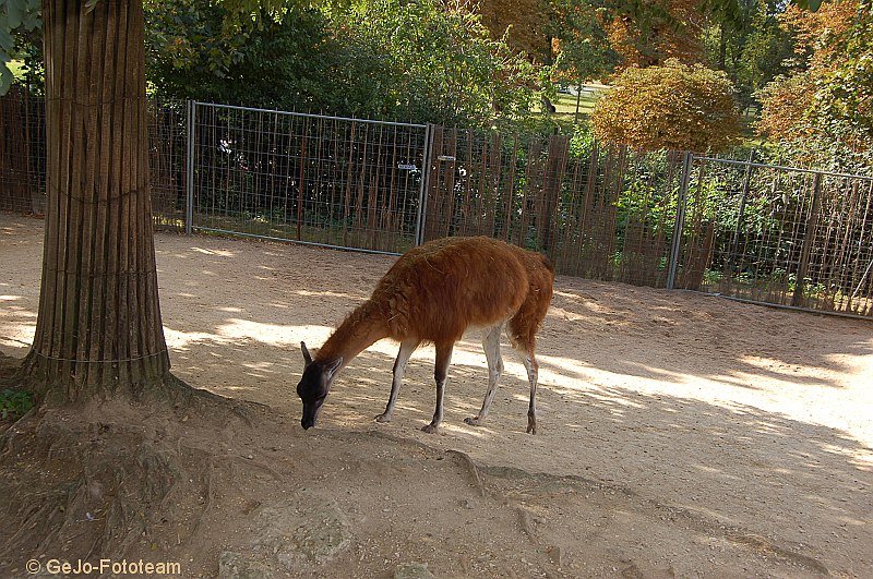 parijszooparijsfoto04.jpg