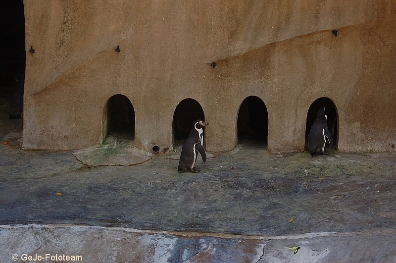 parijszooparijsfoto06.jpg