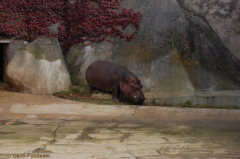 parijszooparijsfoto08.jpg