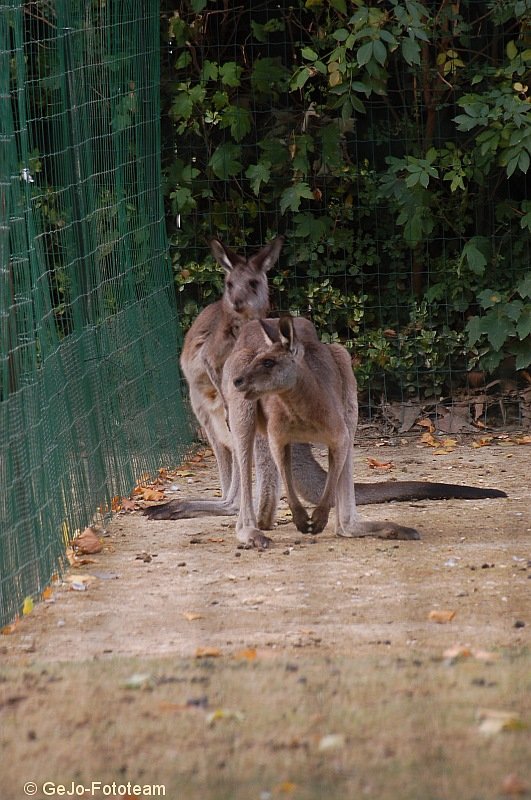 parijszooparijsfoto11.jpg