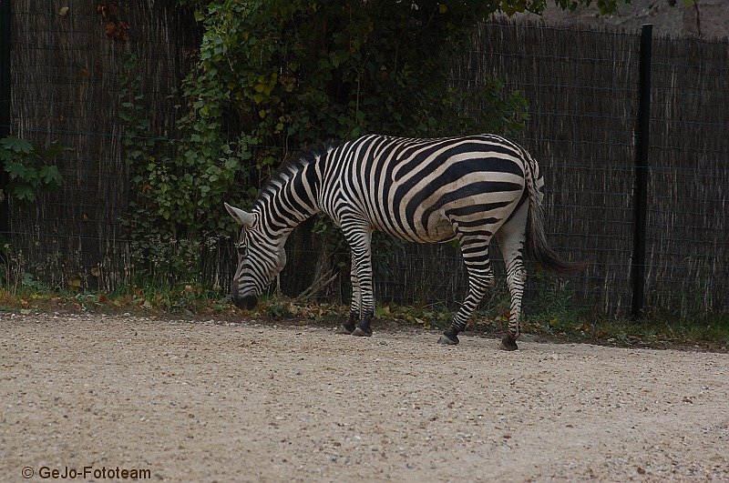 parijszooparijsfoto14.jpg