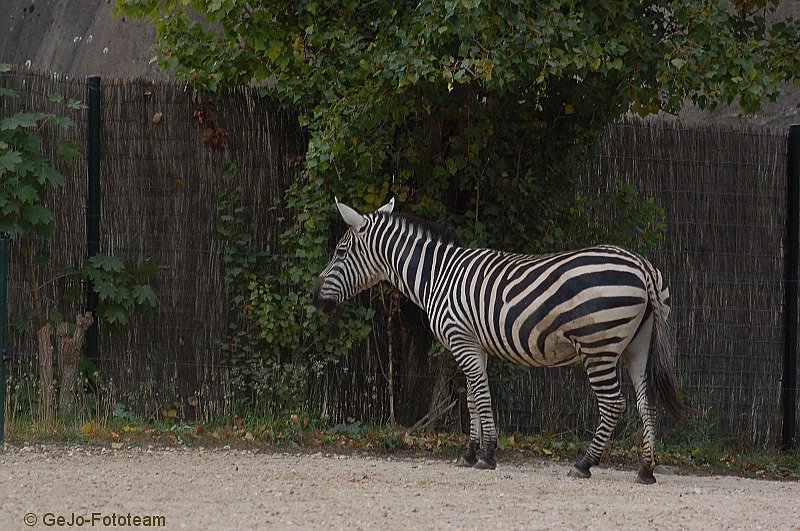 parijszooparijsfoto15.jpg