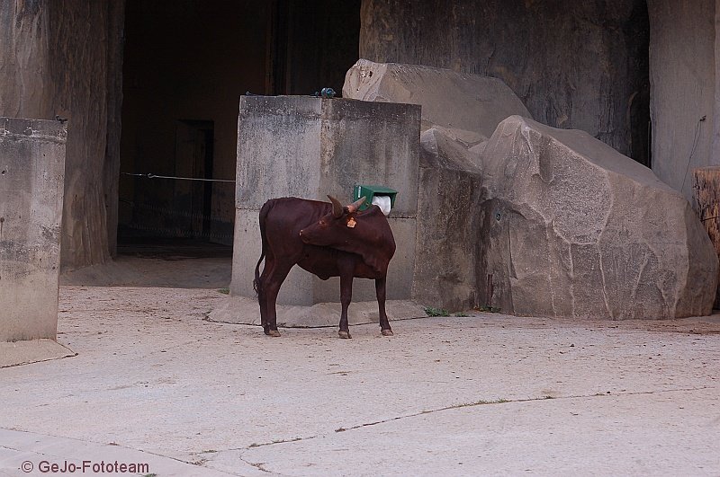 parijszooparijsfoto17.jpg