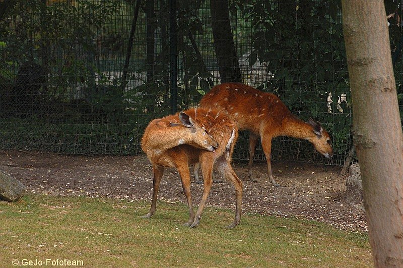 parijszooparijsfoto22.jpg