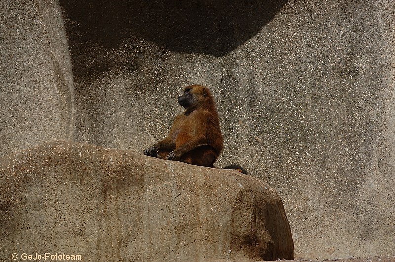 parijszooparijsfoto23.jpg