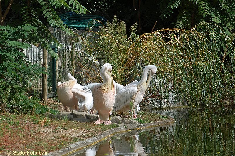 parijszooparijsfoto24.jpg