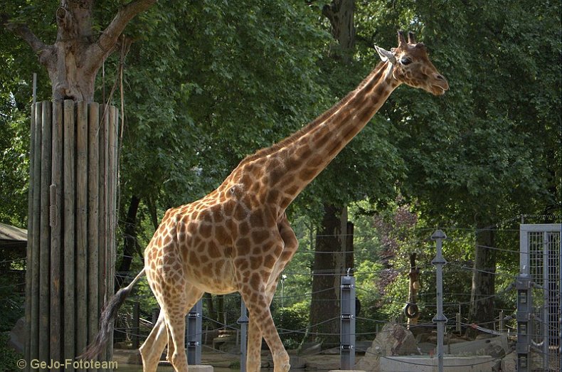 zooantwerpenfoto11.jpg