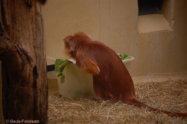 zooantwerpenfoto23.jpg