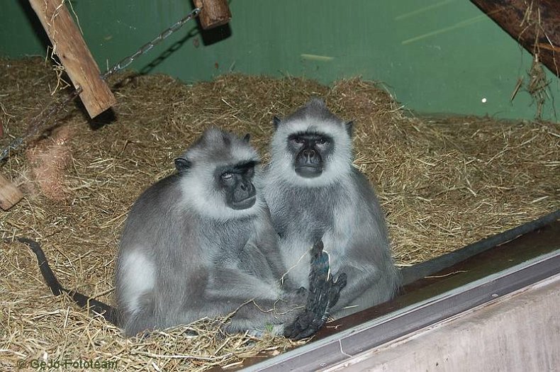 zooantwerpenfoto34.jpg