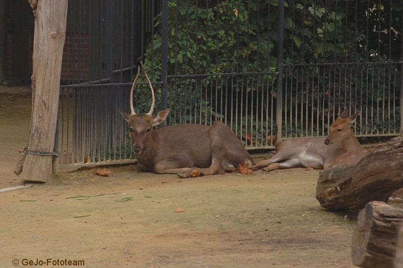 zooantwerpenfoto49.jpg