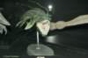 starwarsexhibition2008brusselfoto17_small.jpg