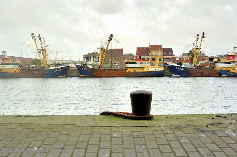 visserijfeestenoostendeallerleifoto03.jpg