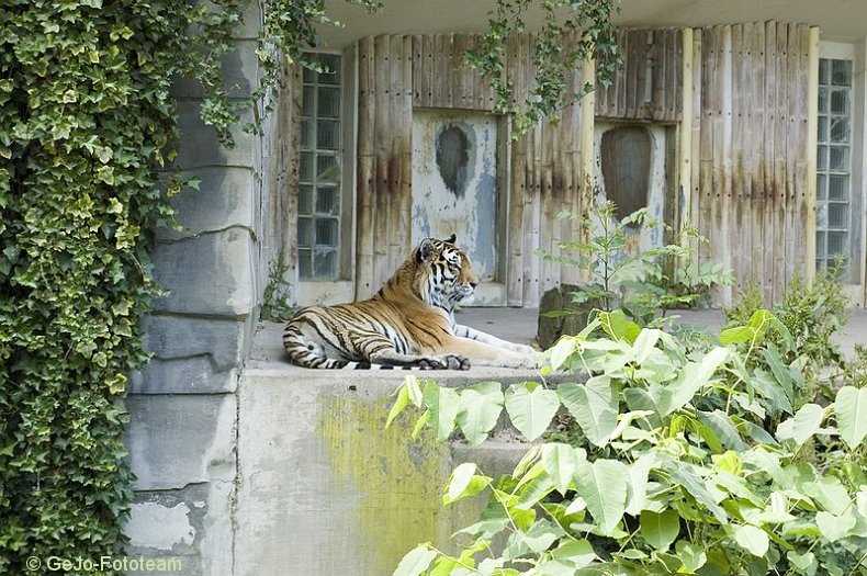 zooantwerpenfoto19.jpg