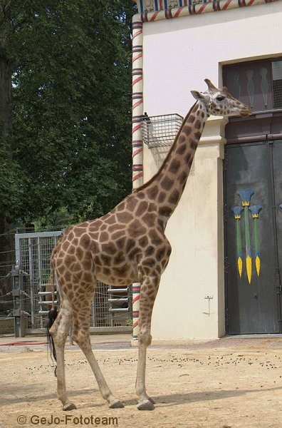 zooantwerpenfoto23.jpg