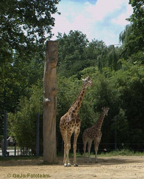 zooantwerpenfoto24.jpg