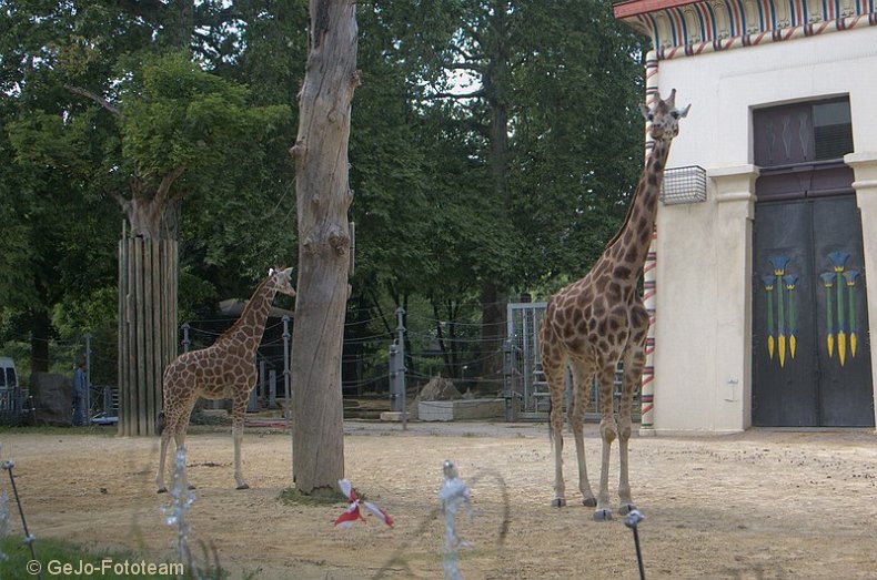 zooantwerpenfoto36.jpg