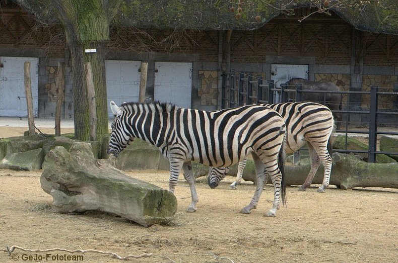 zooantwerpenfoto37.jpg