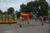 visserijfeestenzeebruggealkuonefoto11_small.jpg