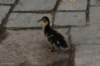 dsc_8442_small.jpg