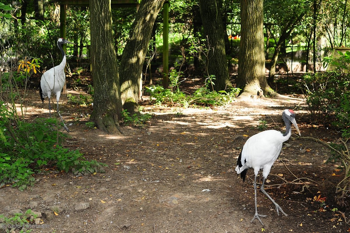 dsc_8517.jpg