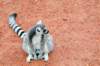 dsc_8575_small.jpg