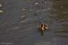 dsc_6864_small.jpg