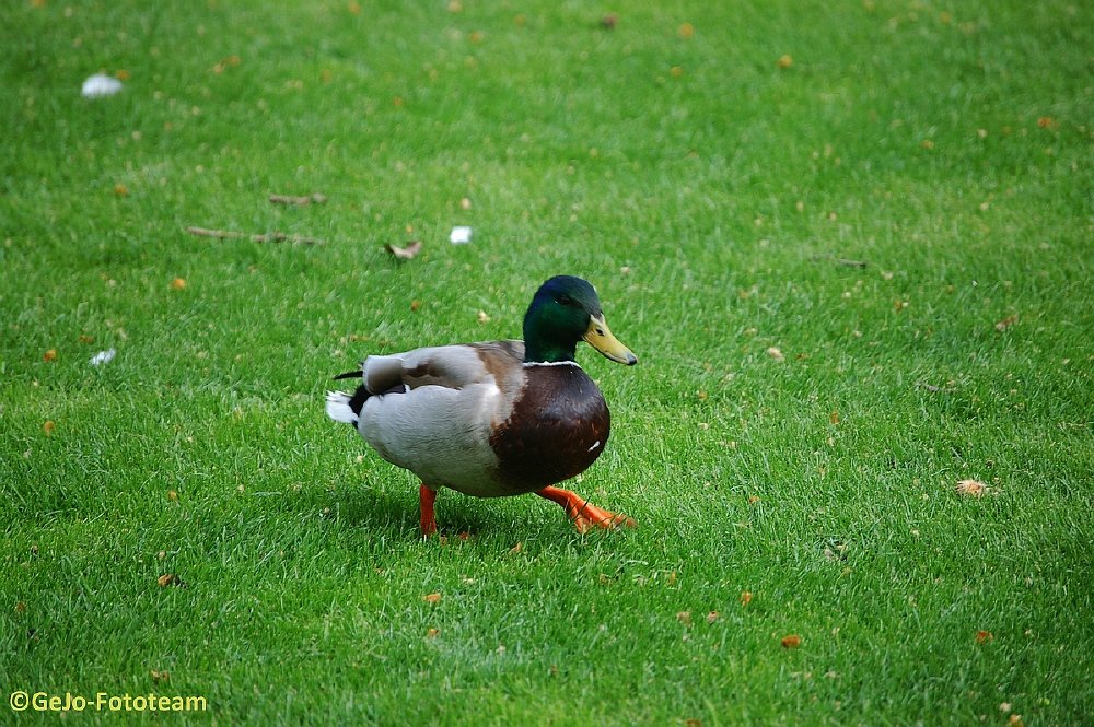 dsc_6939.jpg