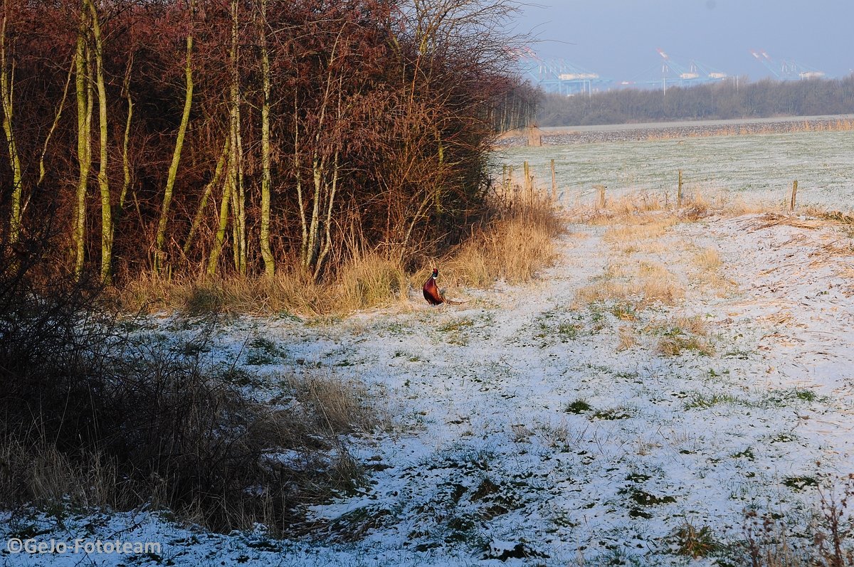 blankenbergewinterfoto09.jpg