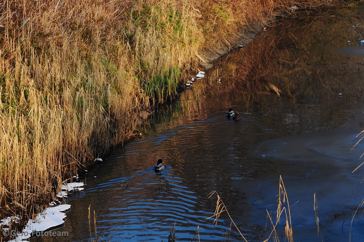 blankenbergewinterfoto14.jpg