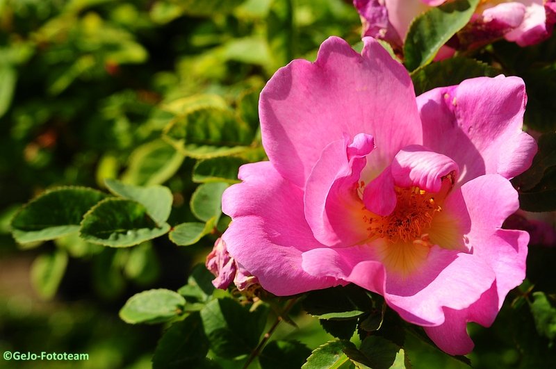 dsc_3114.jpg
