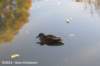 dsc_3051_small.jpg