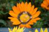 dsc_2334_small.jpg