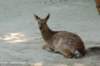 dsc_2335_small.jpg