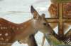 dsc_2336_small.jpg