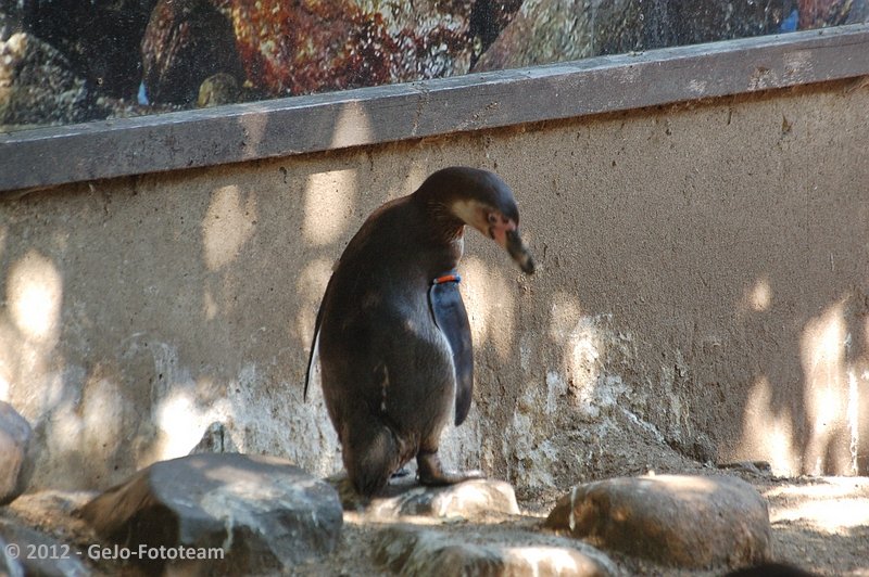 dsc_2338.jpg