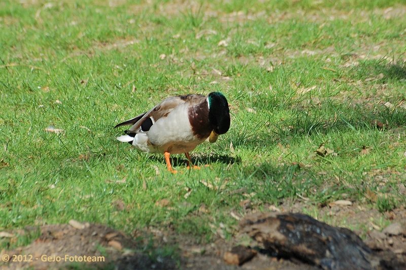 dsc_2421.jpg
