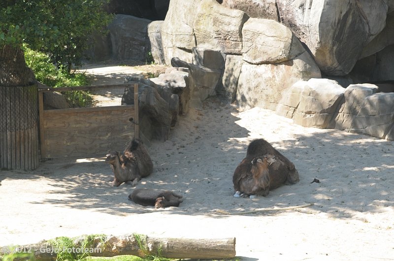 dsc_8726.jpg