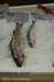 dsc_5433_small.jpg