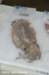 dsc_5440_small.jpg