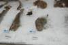dsc_5444_small.jpg