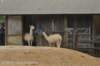dsc_3960_small.jpg