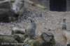 dsc_3975_small.jpg