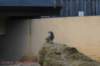 dsc_3977_small.jpg
