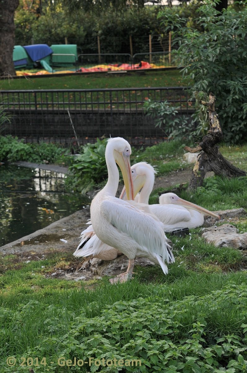 dsc_4003.jpg