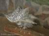 dscn0213_small.jpg
