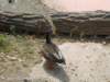 dscn0220_small.jpg